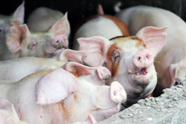 istock Fat pigs in a sty on a farm. 2155171230