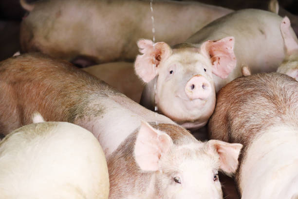 Fat pigs in a sty on a farm. Pigs locked in pig houses have no freedom and are waiting to be slaughtered.