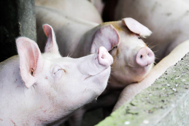 Fat pigs in a sty on a farm. Pigs locked in pig houses have no freedom and are waiting to be slaughtered.