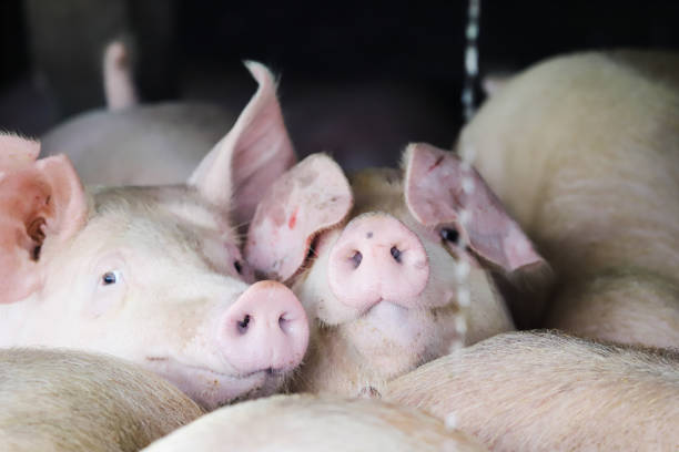 istock Fat pigs in a sty on a farm. 2155172304