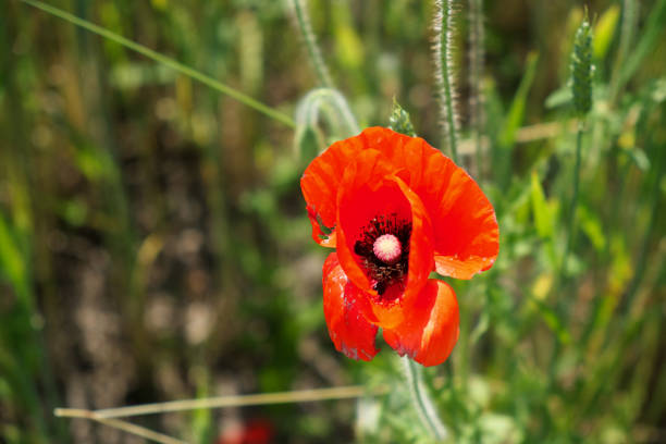 The image highlights a red poppys intricate petal structure.