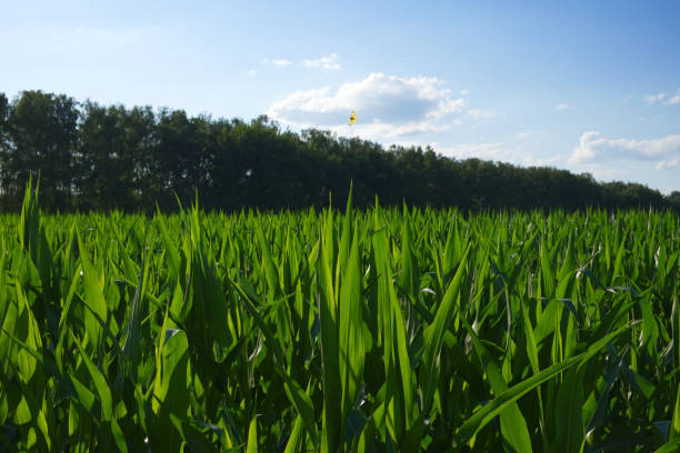 A cornfield under a clear blue sky. Agricultural landscape. Corn plants.