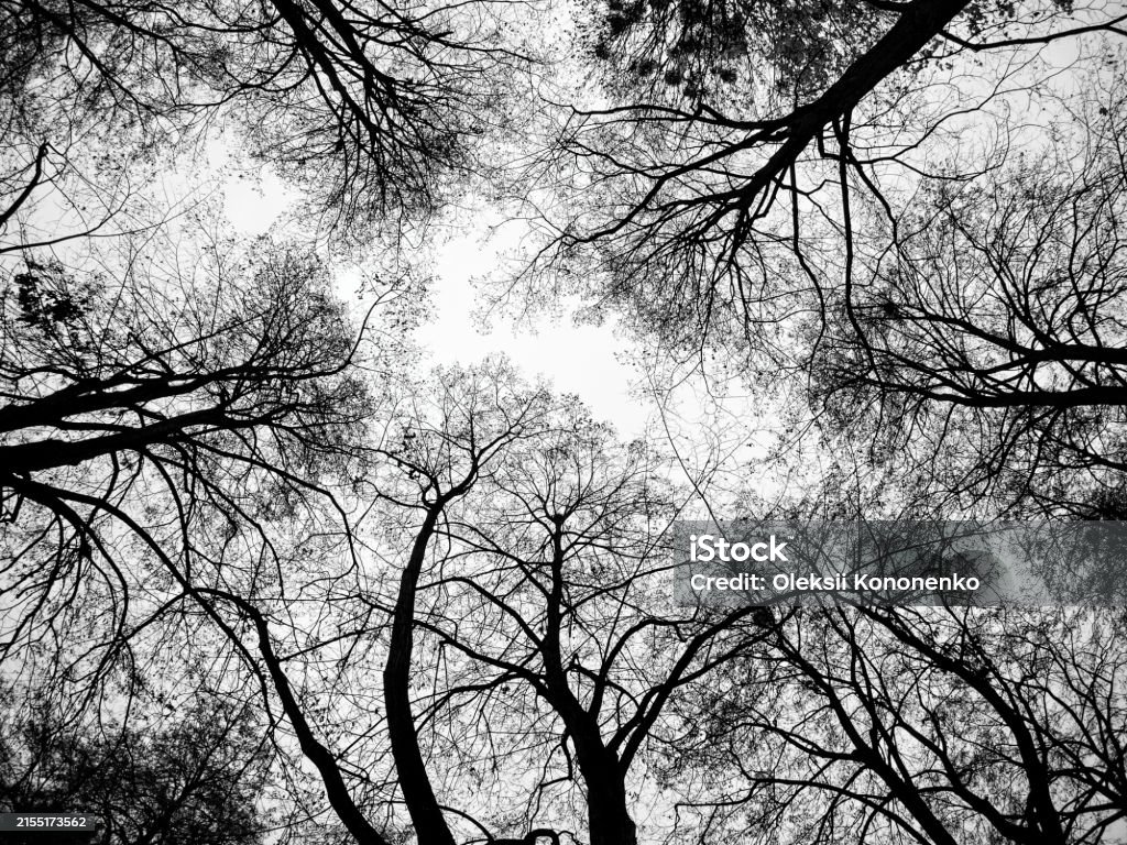 Bare Tree Branches Create Complex Patterns Against A Bright Backdrop ...