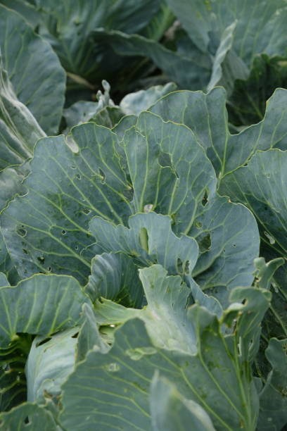 istock Cabbage heads, close up. Full Frame Shot Of Fresh Cabbage. 2155173576