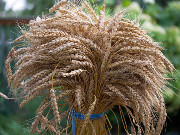 istock A sheaf of ripe golden wheat, close-up. 2155173621