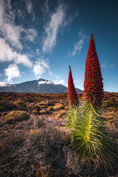 Echium wildpretii is a species of flowering plant in the family Boraginaceae. It is an herbaceous biennial plant that grows up to 3 m (10 ft) in height. The species is endemic to the Canary Islands