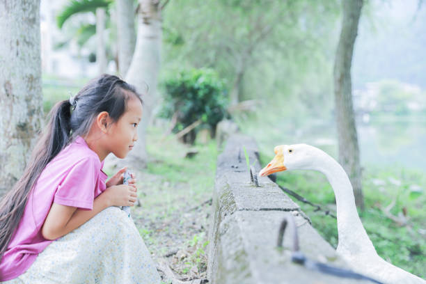 istock Asian girl feeds geese under a tree by the lake. 2155176209