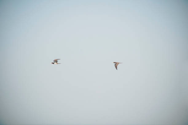 istock beautiful bird in the sky 2155176305