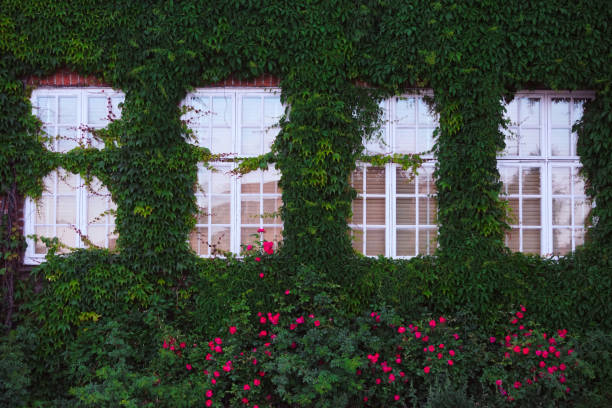 Ivy-covered window on a modern white building
