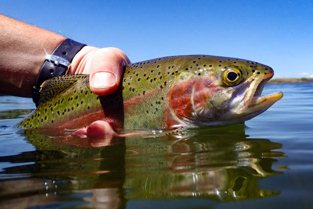 istock Wild rainbow trout caught and released on Silver Creek near Sun Valley, Idaho 2155177480