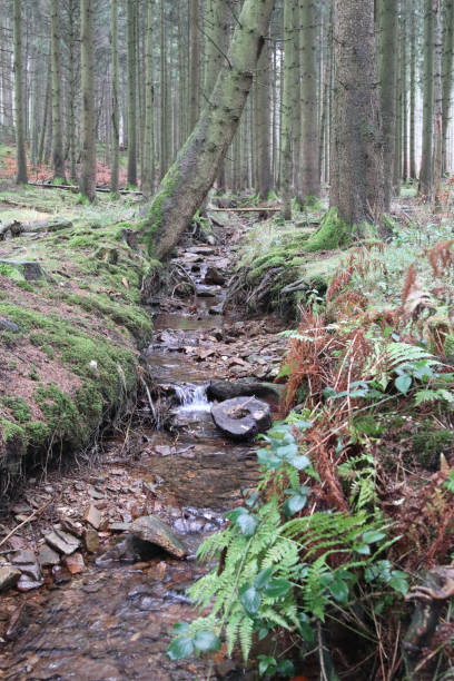 istock National Park  Hunsrueck-Hochwald 2155177562
