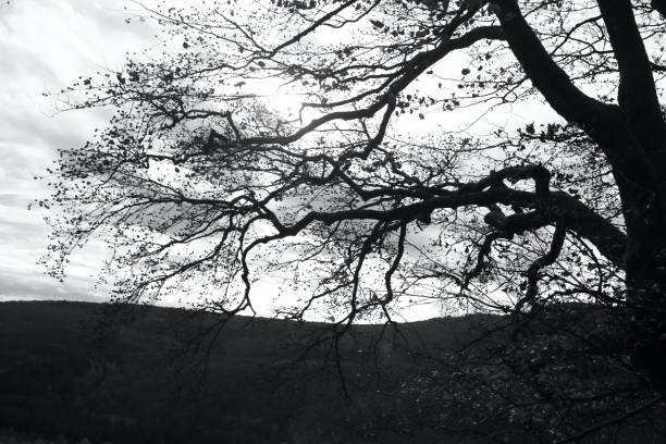 A leafless autumn tree against the sky