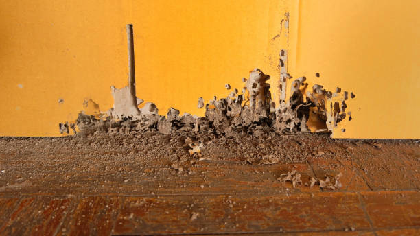 istock Traces of termites eating cardboard boxes 2155178257