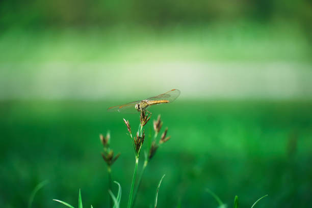 The emperor dragonfly or blue emperor is a large species of hawker dragonfly of the family Aeshnidae. Extreme close-up of emperor dragonfly
