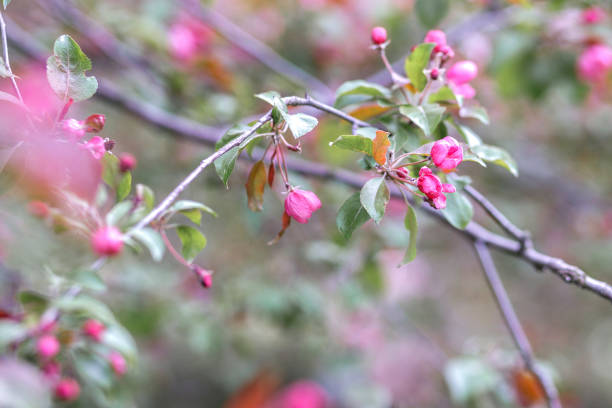 Background of pink apple tree flowers. Blooming spring orchard.