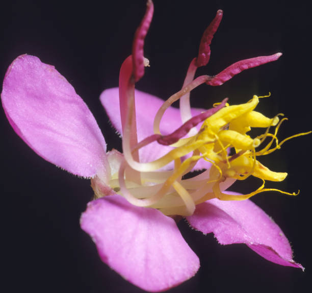 Dichaetanthera oblongifolia, tropical rain forest, Andasibe, Perinet, Madagascar. Melastomataceae