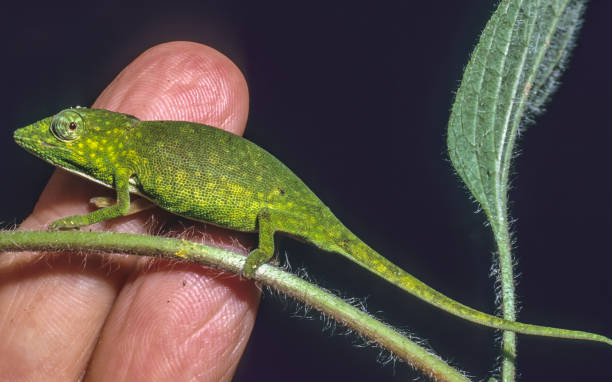 istock The Perinet chameleon (Calumma gastrotaenia), also known as the Malagasy side-striped chameleon, is a small species of chameleon endemic to humid primary forests, particularly along rivers, in eastern and central Madagascar. 2155180303