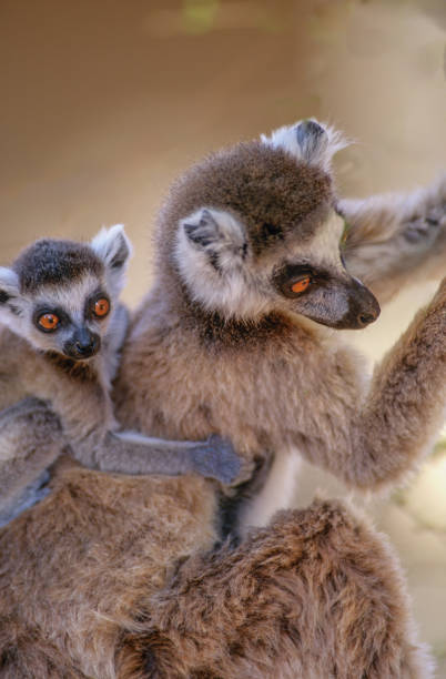 The ring-tailed lemur (Lemur catta) is a medium- to larger-sized strepsirrhine (wet-nosed) primate and the most internationally recognized lemur species, owing to its long, black-and-white, ringed tail. It belongs to Lemuridae, one of five lemur families, and is the only member of the Lemur genus. Like all lemurs, it is endemic to the island of Madagascar.  Lemuridae.