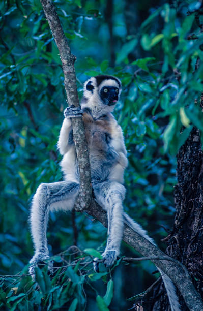 Verreaux's sifaka (Propithecus verreauxi), or the white sifaka, is a medium-sized primate in one of the lemur families, the Indriidae. It lives in Madagascar and can be found in a variety of habitats from rainforest to dry deciduous forests of western Madagascar and the spiny thickets of the south. Madagascar. Primate. threatened, and endangered. verreaux's sifaka (propithecus verreauxi), or the white sifaka, is a medium-sized primate in one of the lemur families, the indriidae. it lives in madagascar and can be found in a variety of habitats from rainforest to dry deciduous forests