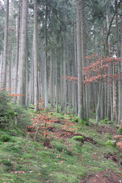 istock National Park  Hunsrueck-Hochwald 2155182387