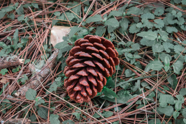 Pine fruit in Canela Brazil