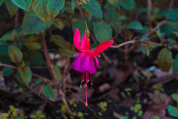 Princess flower at New Petropolis