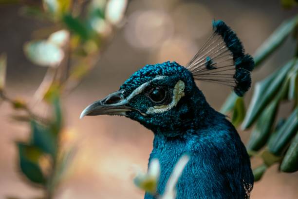 Blue Peacock majestic in Lisbon