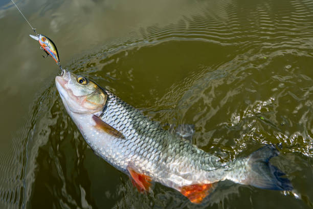 istock Chub fish on hook in water. Chub fishing on crankbait 2155188196