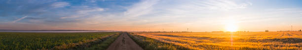Golden sunrise over crop fields farm panorama Castile Leon Spain Golden sunrise over farm crop fields with an earth track disappearing to the horizon in Castile and Leon, Spain. grassland in morning sunrise stock pictures, royalty-free photos & images