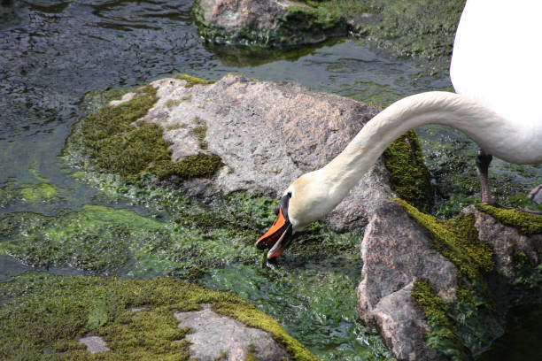 Elegant white swan floating peacefully on pond reflecting blue sky. Perfect for wildlife concept, freedom symbol, and romantic nature scene.