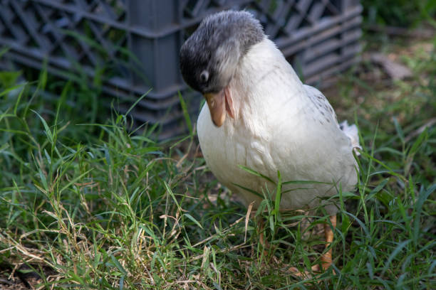 Younger Snowy Calls ducks playing in a tote of water