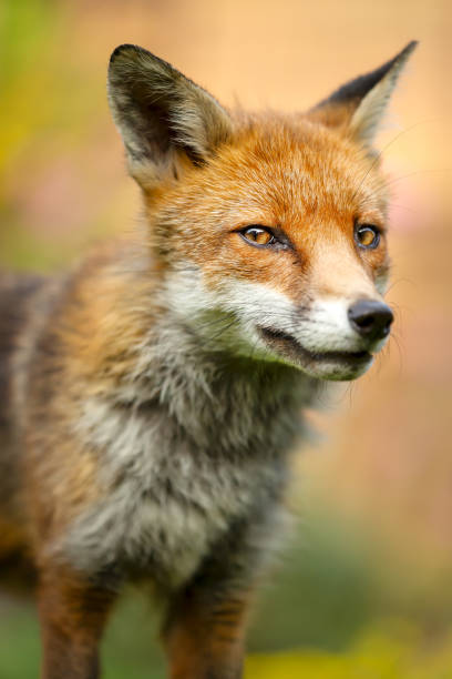 istock Portrait of a red fox cub in a meadow 2155195872