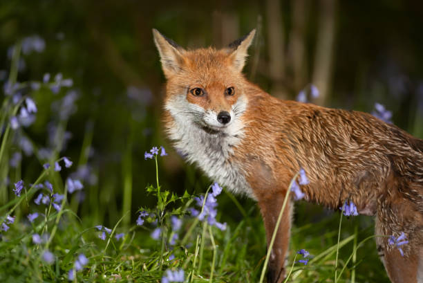 istock Portrait of a red fox amongst bluebells in spring 2155195885