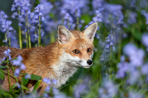 istock Portrait of a red fox amongst bluebells in spring 2155195926