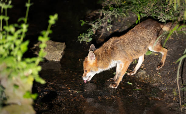 Close-up of a red fox drinking water from a stream in a forest