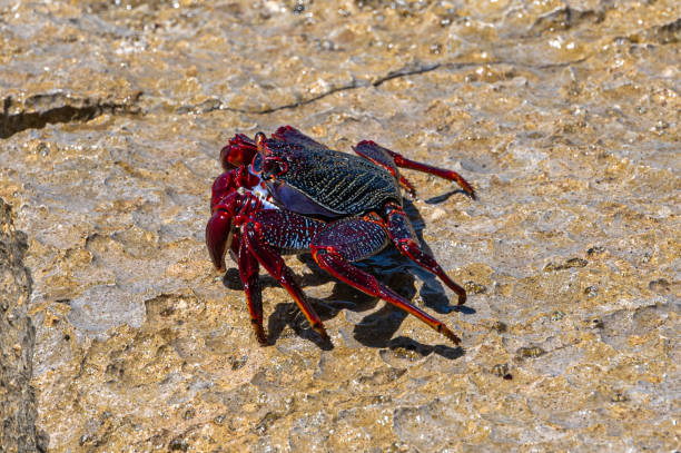 istock Red Rock Crab, grapsus adscensionis, also know as Sally Lightfoot Crab, on rocks at the water's edge, Playa de la Pared, Fuerteventura 2155196059