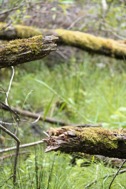 Broken tree at Maplewood Mudflats Wild Bird Trust during a spring season in North Vancouver, British Columbia, Canada.