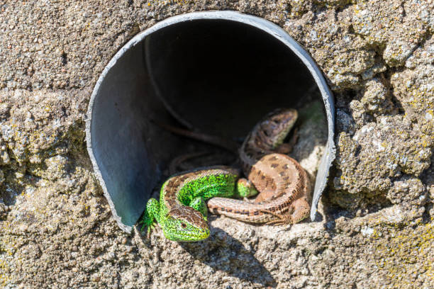 Sand lizards play and sunbathe in the garden in summer