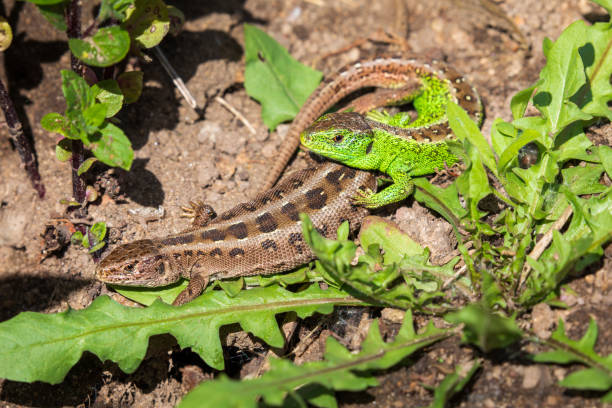 Sand lizard sunbathe in the garden in summer