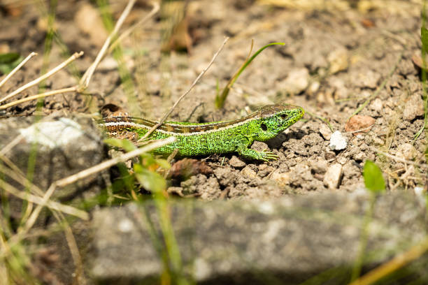 Viviparous lizard sunbathing on the rocks during a beautiful summer day in Brittany, France.