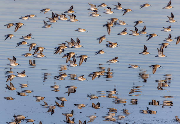 Dunlins (sandpiper) in flight overf Boundary Bay, Delta, British Columbia, Canada.