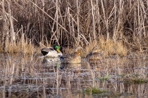 Malard Ducks resting in a marsh. Delta, British Columbia, Canada.