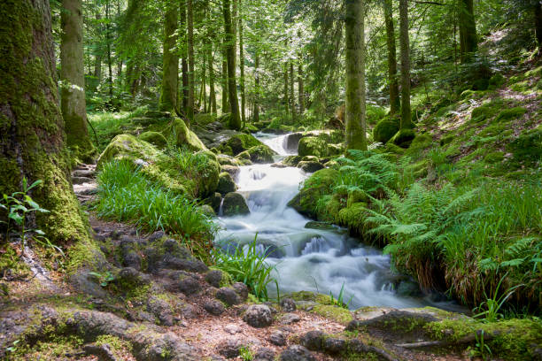 istock Serene forest scene, small stream flowing through, smooth milky water, moss-covered rocks, lush foliage. Europe, Germany, Black Forest, Buhlertal, Gertelbach. 2155198171