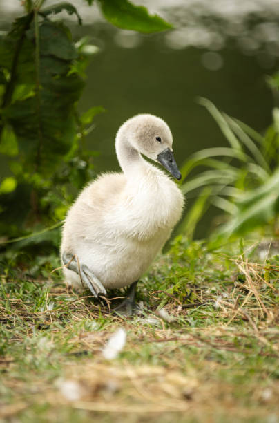protective gesuture  over her cygnets