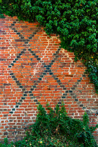 High resolution photograph of a modern brick wall covered with ivy / wild vine.