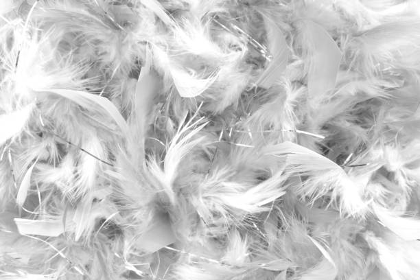 istock close up of grey feathers detail  background 2155201964
