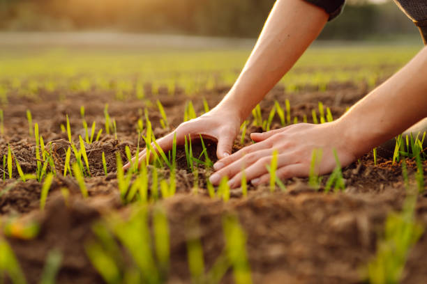 istock Young seedlings in the hands of a farmer. 2155203058