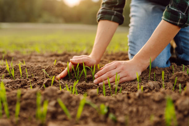 istock Young seedlings in the hands of a farmer. 2155203061