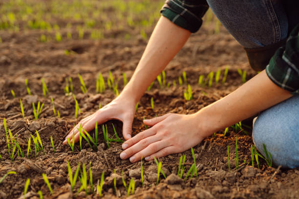 istock Young seedlings in the hands of a farmer. 2155203064