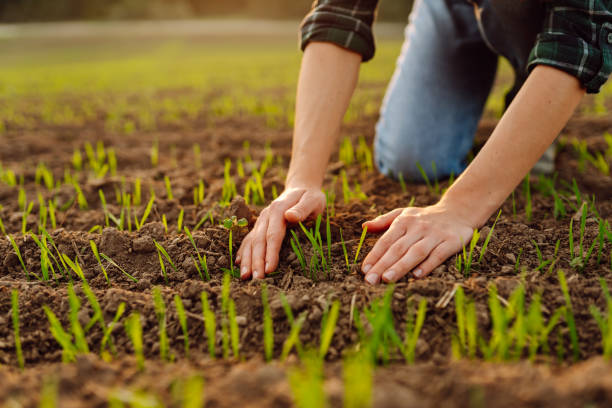 istock Young seedlings in the hands of a farmer. 2155203085
